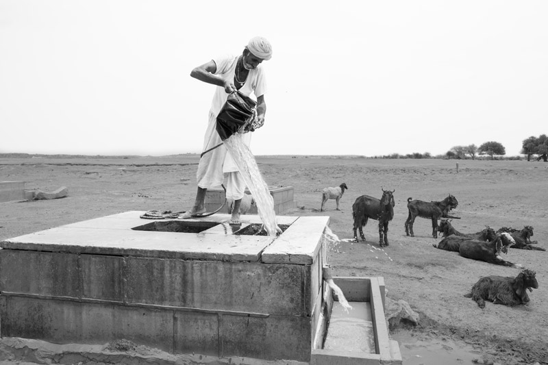 Nature-based solution for quenching thirst in the driest place of India - Water from   'beri' being transferred into the 'kheli' in the dry bed of Viprasar, a rainfed pond in Thar Desert, Jaisalmer district, Rajasthan, from where animals can drink